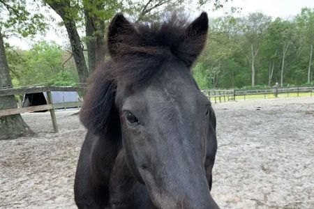 Walnridge Equine Clinic