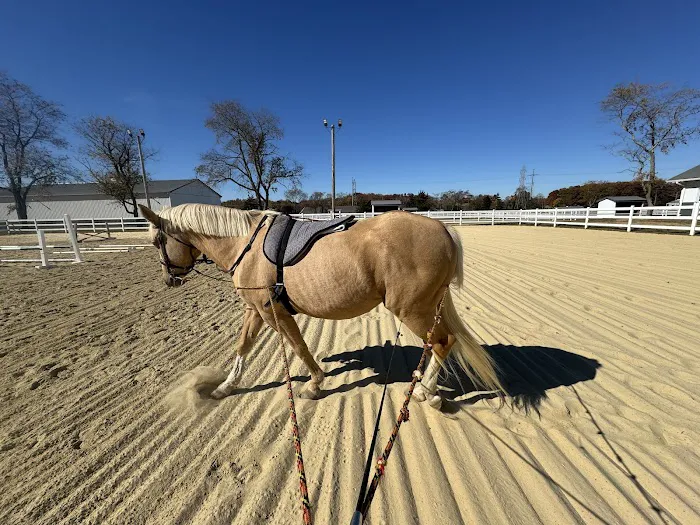 Walnridge Equine Clinic 12