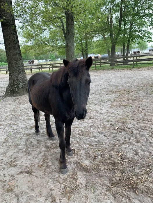 Walnridge Equine Clinic 12