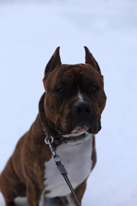 Millstone Animal Hospital 1