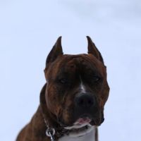 Millstone Animal Hospital ico