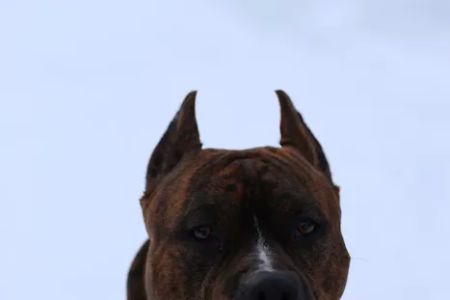 Millstone Animal Hospital