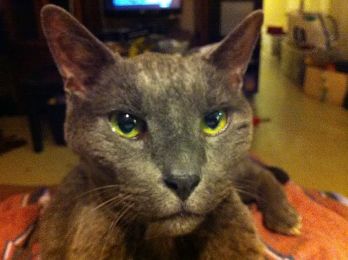 Nassau Animal Hospital 1