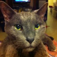 Nassau Animal Hospital ico