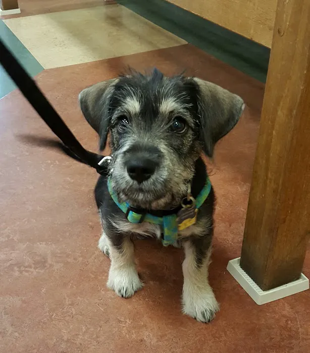Princeton Animal Hospital & Carnegie Cat Clinic 8
