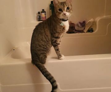 Mills Veterinary Care