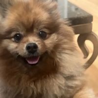 All Creatures Veterinary ico