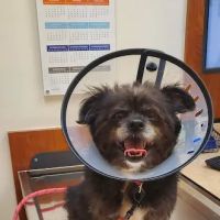 Banfield Pet Hospital ico