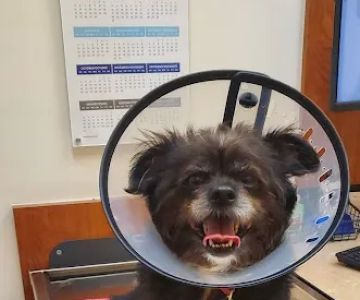 Banfield Pet Hospital