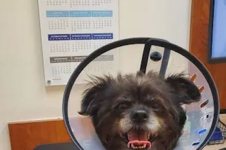Banfield Pet Hospital