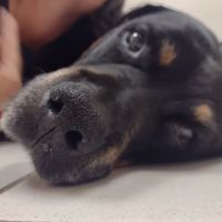 VCA Gwynedd Animal Hospital ico