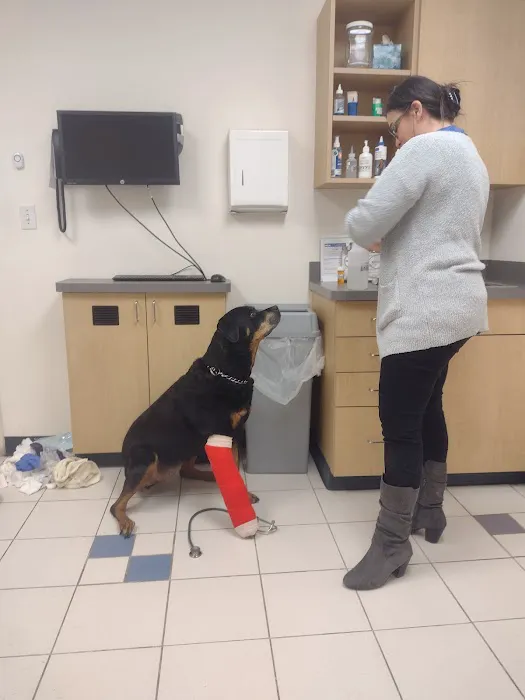 VCA Gwynedd Animal Hospital 4
