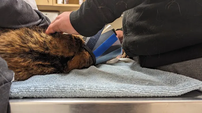 VCA Gwynedd Animal Hospital 8