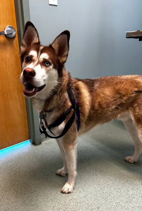 Schwenksville Veterinary Hospital 12