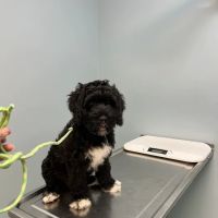 Schwenksville Veterinary Hospital ico