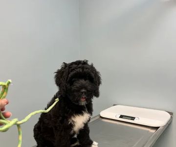 Schwenksville Veterinary Hospital