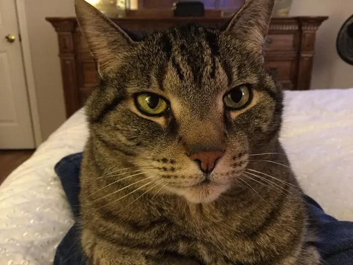 Harleysville Veterinary Hospital 12