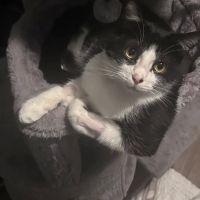 Harleysville Veterinary Hospital ico