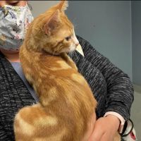 Animal Crackers Veterinary Clinic ico