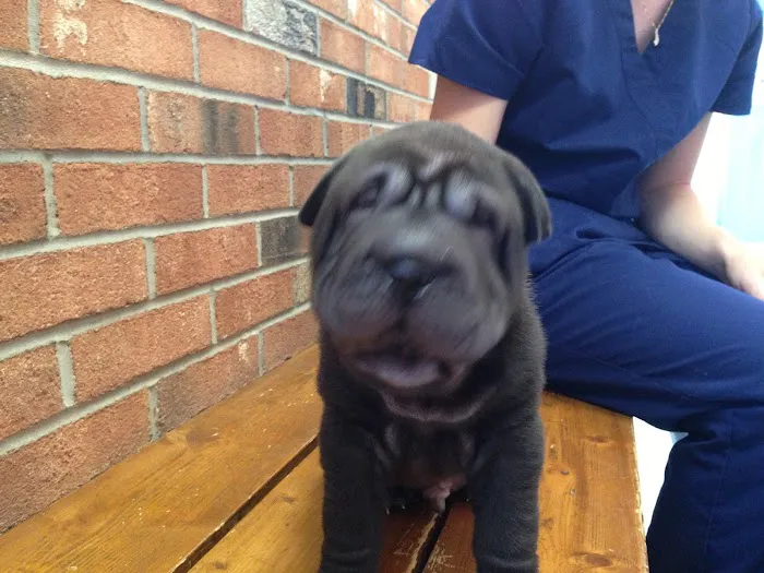 Animal Crackers Veterinary Clinic 7