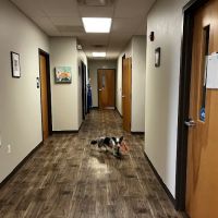 Viking Veterinary Services ico