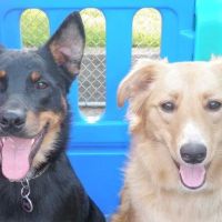 Doylestown Veterinary Hospital & Holistic Pet Care ico