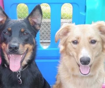 Doylestown Veterinary Hospital & Holistic Pet Care
