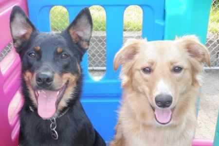Doylestown Veterinary Hospital & Holistic Pet Care