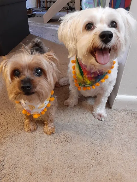 Doylestown Veterinary Hospital & Holistic Pet Care 12