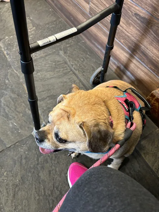 Doylestown Veterinary Hospital & Holistic Pet Care 12