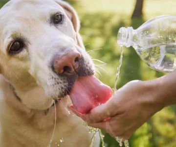 How to Treat Pet Dehydration: Causes, Symptoms, and Effective Remedies