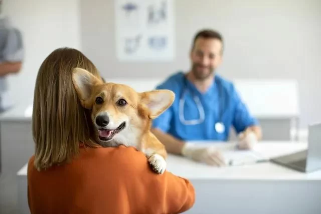 The Importance of Emergency Pet Care: Why Walk-In Appointments Matter