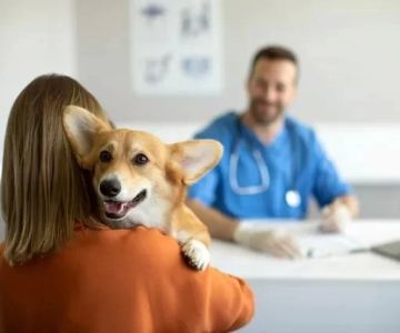 The Importance of Emergency Pet Care: Why Walk-In Appointments Matter