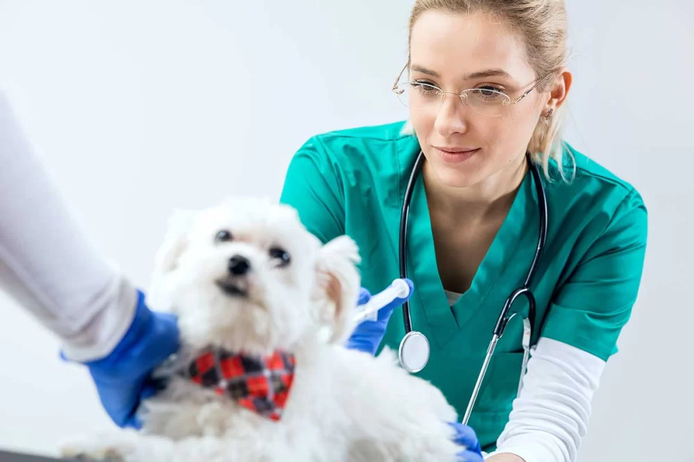 How to Prepare Your Pet for Surgery Without Stress