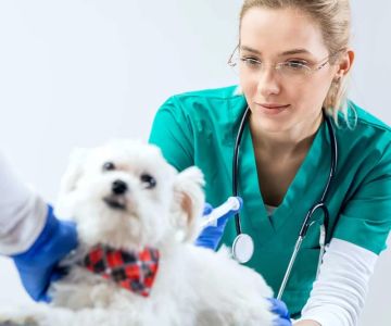 How to Prepare Your Pet for Surgery Without Stress