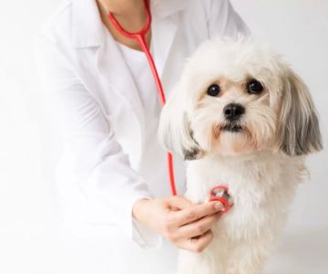 How to Prevent Common Pet Health Problems Before They Start