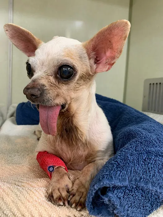 Brook-Ellis Pet Hospital 6