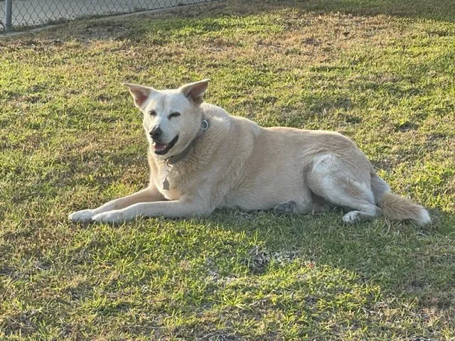 Brook-Ellis Pet Hospital 2