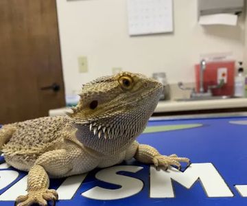 Brook-Ellis Pet Hospital