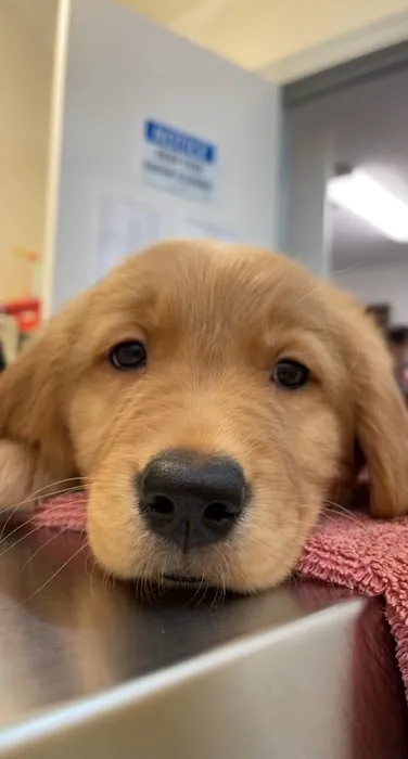 Brook-Ellis Pet Hospital 10