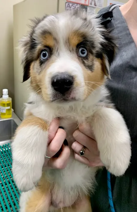 Brook-Ellis Pet Hospital 5