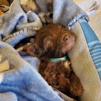 Alona Animal Hospital ico