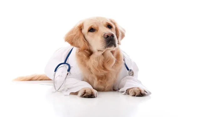 Animal Medical Center 6