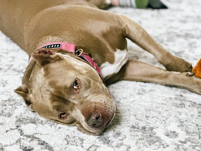 Affordable Animal Hospital: Santa Ana 6