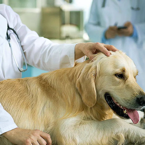Affordable Animal Hospital: Santa Ana 2