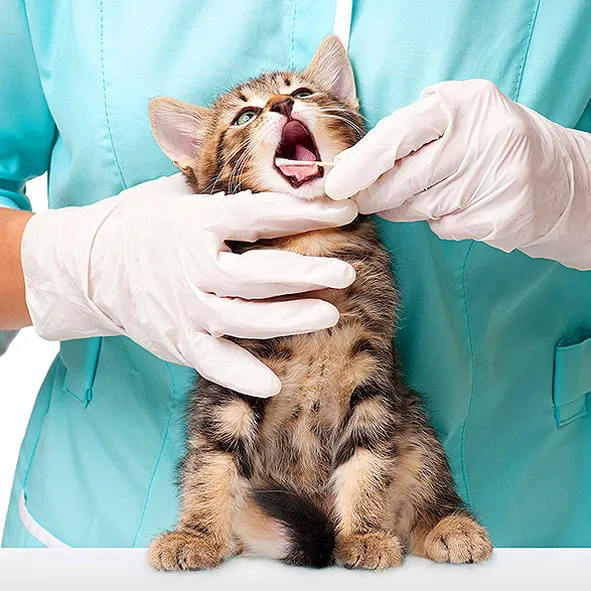 Affordable Animal Hospital: Santa Ana 7
