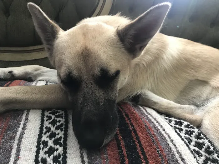 Affordable Animal Hospital: Santa Ana 10