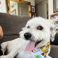 Affordable Animal Hospital: Santa Ana ico