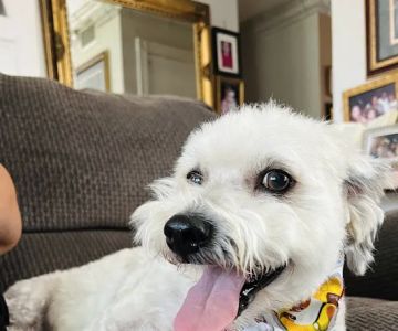 Affordable Animal Hospital: Santa Ana