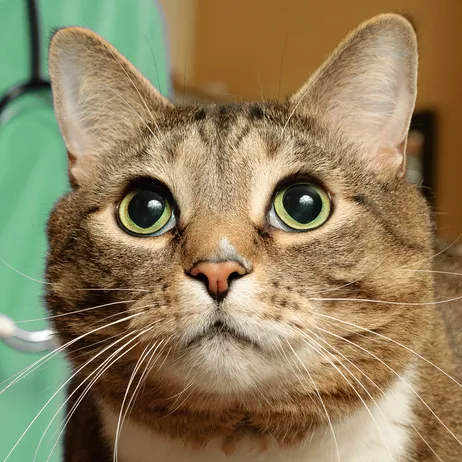 Mile Square Animal Hospital 4